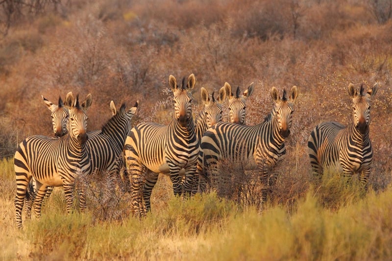 Serengeti Safari